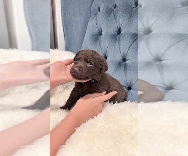 Medium Photo #6 Chesapeake Bay Retriever Puppy For Sale in GREELEY, CO, USA