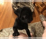 Small Photo #12 Pug Puppy For Sale in BRYANT, IN, USA