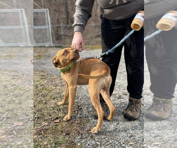 Medium Photo #6 Boxer-Unknown Mix Puppy For Sale in Hinton, WV, USA