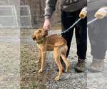 Small #5 Boxer Mix