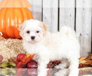 Zuchon Puppy for sale in MOUNT VERNON, OH, USA