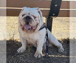 Small #2 Bulldog