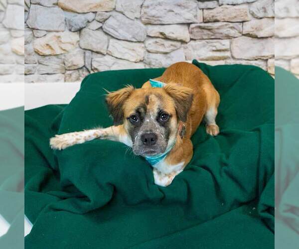 Medium Photo #4 Boxer-Colonial Cocker Spaniel Mix Puppy For Sale in Kennesaw, GA, USA