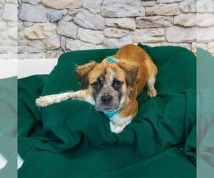 Kaelie - Female Boxer-Colonial Cocker Spaniel Mix Dog for Adoption - Photo #4