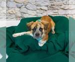 Small Photo #4 Boxer-Colonial Cocker Spaniel Mix Puppy For Sale in Kennesaw, GA, USA