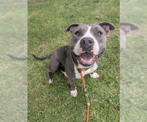 Medium Photo #2 American Pit Bull Terrier-Unknown Mix Puppy For Sale in Redlands, CA, USA