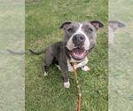 Small #1 American Pit Bull Terrier Mix