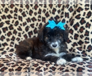 Aussiedoodle Miniature Puppy for sale in LAKELAND, FL, USA