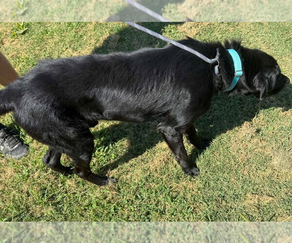 Medium Photo #2 Labrador Retriever-Unknown Mix Puppy For Sale in Evansville, IN, USA