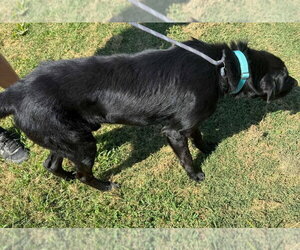 Rook - Male Labrador Retriever-Unknown Mix Dog for Adoption - Photo #2