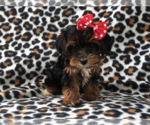 Poodle (Toy)-Yorkshire Terrier Mix Puppy for sale in LAKELAND, FL, USA