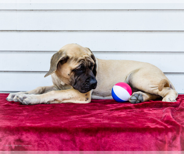 Medium Photo #6 Mastiff Puppy For Sale in WAKARUSA, IN, USA