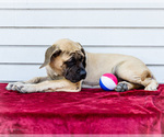 Small #5 Mastiff