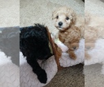 Small Poodle (Toy)