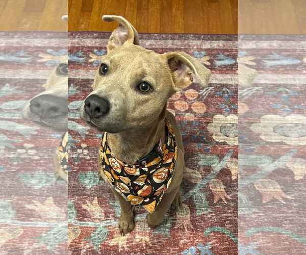 Medium Photo #1 American Pit Bull Terrier-Unknown Mix Puppy For Sale in Germantown, OH, USA