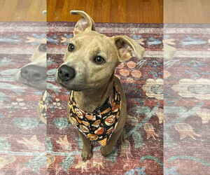 Medium American Pit Bull Terrier Mix