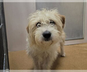 Mutt Dogs for adoption in Martinez, CA, USA