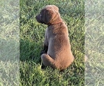 Small Photo #11 Chesapeake Bay Retriever Puppy For Sale in BOAZ, AL, USA