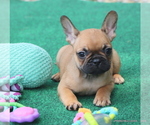 Puppy Daisy French Bulldog