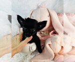 Small #12 Chihuahua