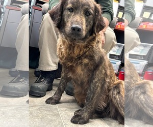 Retriever -Unknown Mix Dogs for adoption in Rustburg, VA, USA