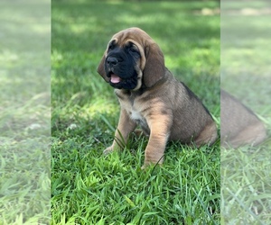 Bloodhound-Mastiff Mix Puppy for Sale in COLCORD, Oklahoma USA