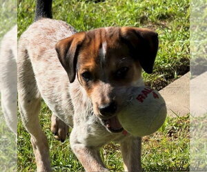 Autumn - Female Mutt Dog for Adoption - Photo #4