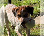 Small Photo #4 Mutt Puppy For Sale in San Juan Capistrano, CA, USA