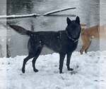 Small Photo #1 Belgian Malinois Puppy For Sale in CAVE JUNCTION, OR, USA