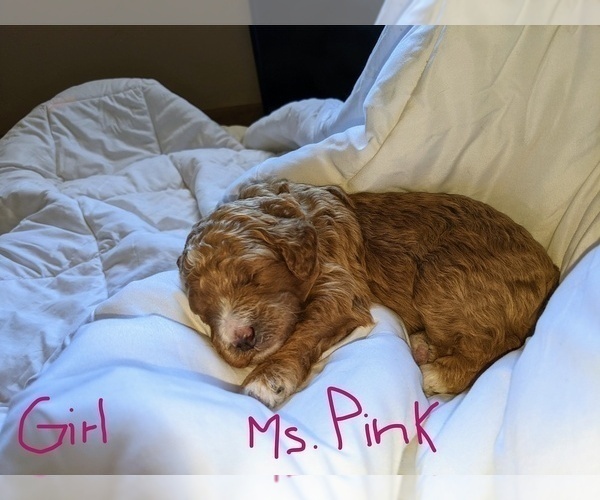Medium Photo #4 Goldendoodle (Miniature) Puppy For Sale in RUSSELLVILLE, MO, USA