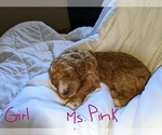 Small Photo #4 Goldendoodle (Miniature) Puppy For Sale in RUSSELLVILLE, MO, USA