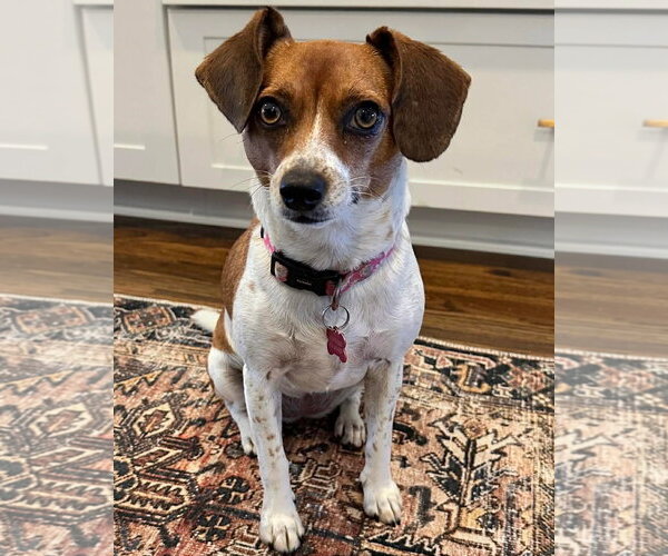 Medium Photo #1 Beagle Puppy For Sale in Dunnellon, FL, USA