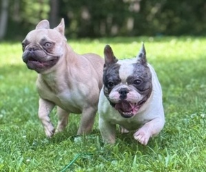 French Bulldog Puppy for sale in BRIDGEPORT, WV, USA