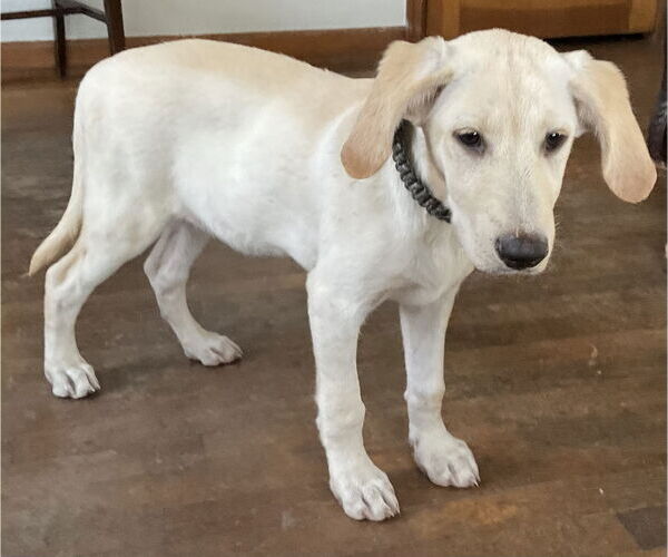 Medium Photo #4 Labrador Retriever-Unknown Mix Puppy For Sale in Phoenix, AZ, USA