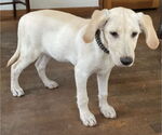 Small #3 Labrador Retriever Mix