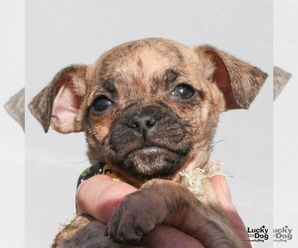 Medium Photo #4 Pug-Unknown Mix Puppy For Sale in Washington, DC, USA