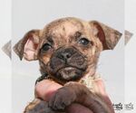 Small #3 Pug Mix