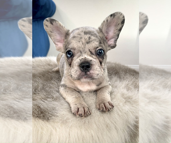Medium Photo #19 French Bulldog Puppy For Sale in SCREVEN, GA, USA
