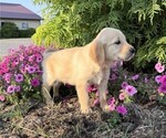 Small #1 Golden Retriever
