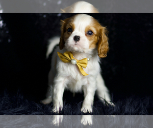 Medium Cavalier King Charles Spaniel
