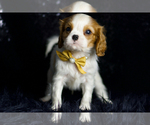 Puppy Pippin AKC Cavalier King Charles Spaniel