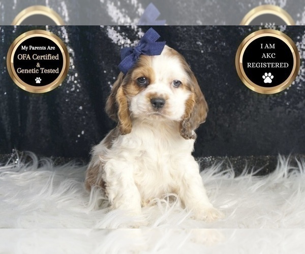 Medium Photo #1 Cocker Spaniel Puppy For Sale in WARSAW, IN, USA