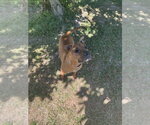 Small #2 Mutt