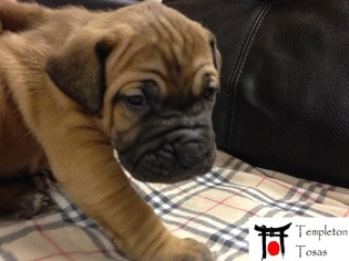 Tosa Puppy for sale in AUBURN, WA, USA