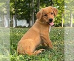 Puppy Pink baby Golden Retriever