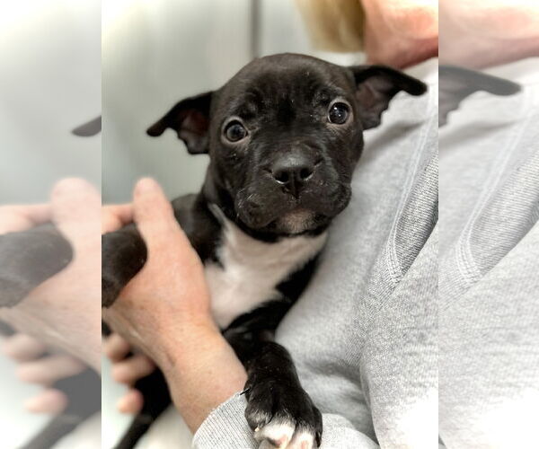 Medium Photo #2 Boxer-Unknown Mix Puppy For Sale in Estherville, IA, USA