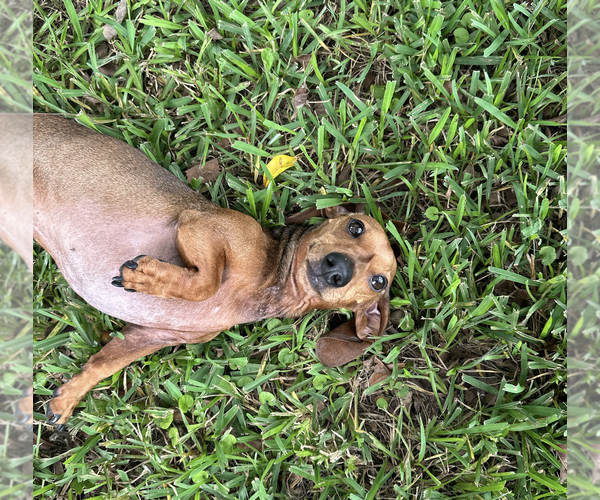 Medium Photo #7 Dachshund Puppy For Sale in Weston, FL, USA