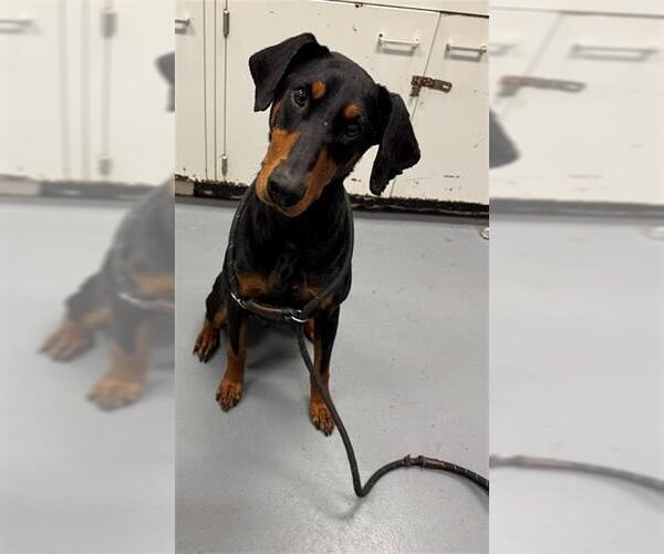 Medium Photo #1 Doberman Pinscher Puppy For Sale in Peoria, IL, USA