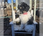 Small #1 Poodle (Miniature)