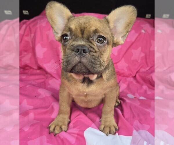 Medium Photo #1 French Bulldog Puppy For Sale in AKRON, OH, USA